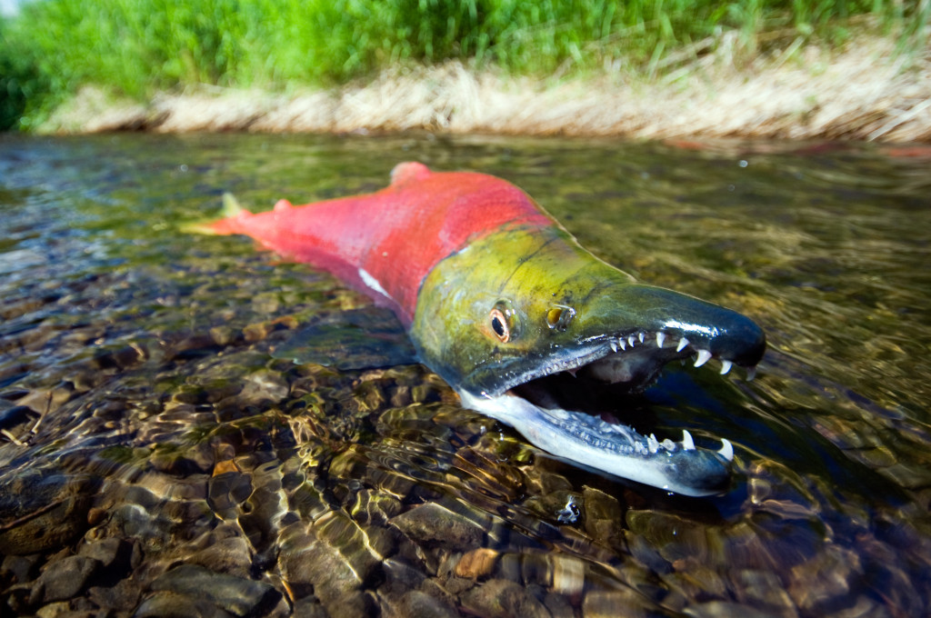 Devistating report indicated only 10 percent of Snake River Sockeye