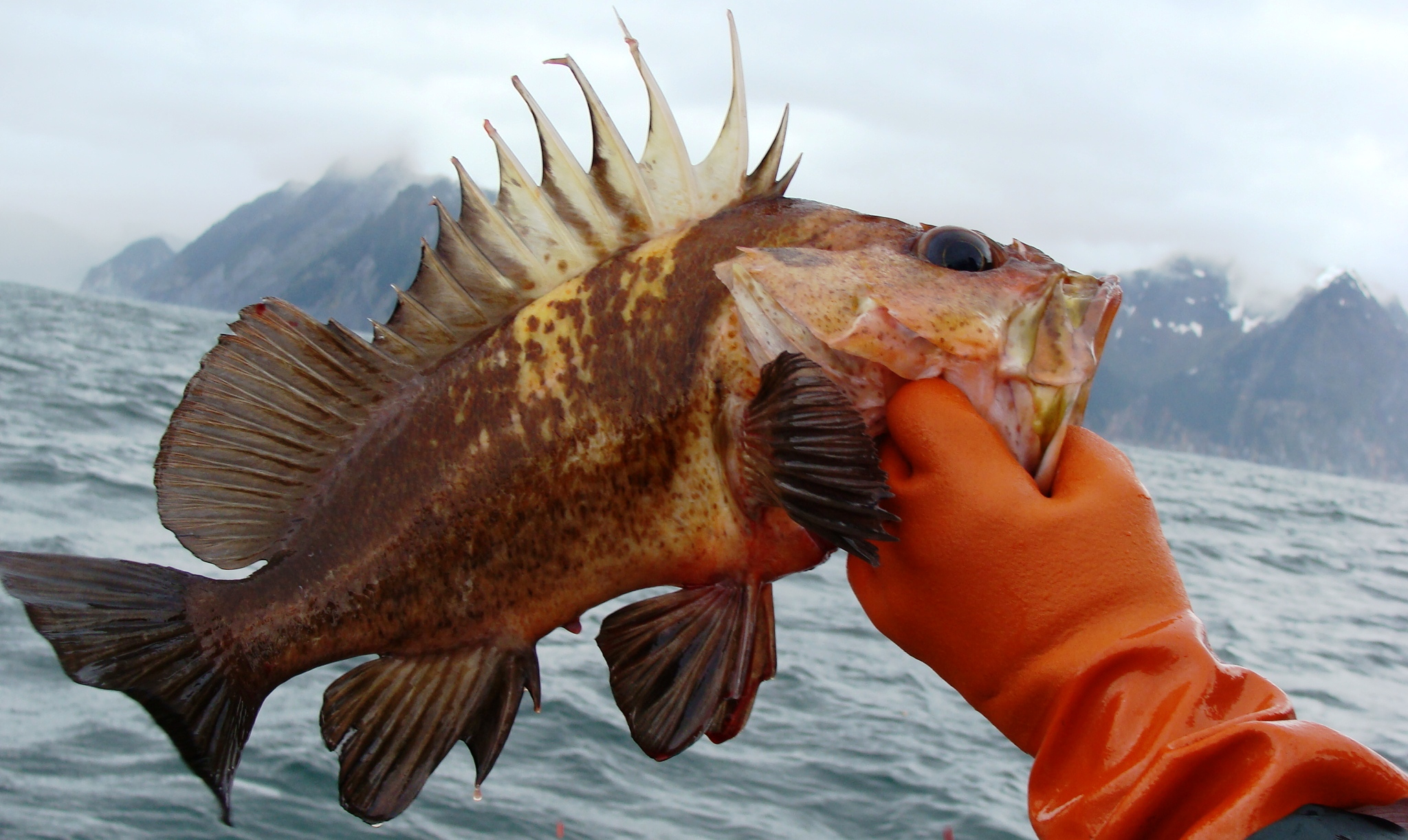 Quillback_Rockfish Northwest Fishing News
