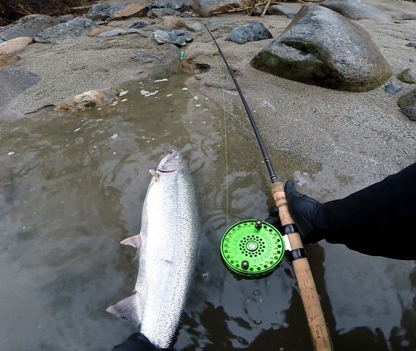 Steelhead 101