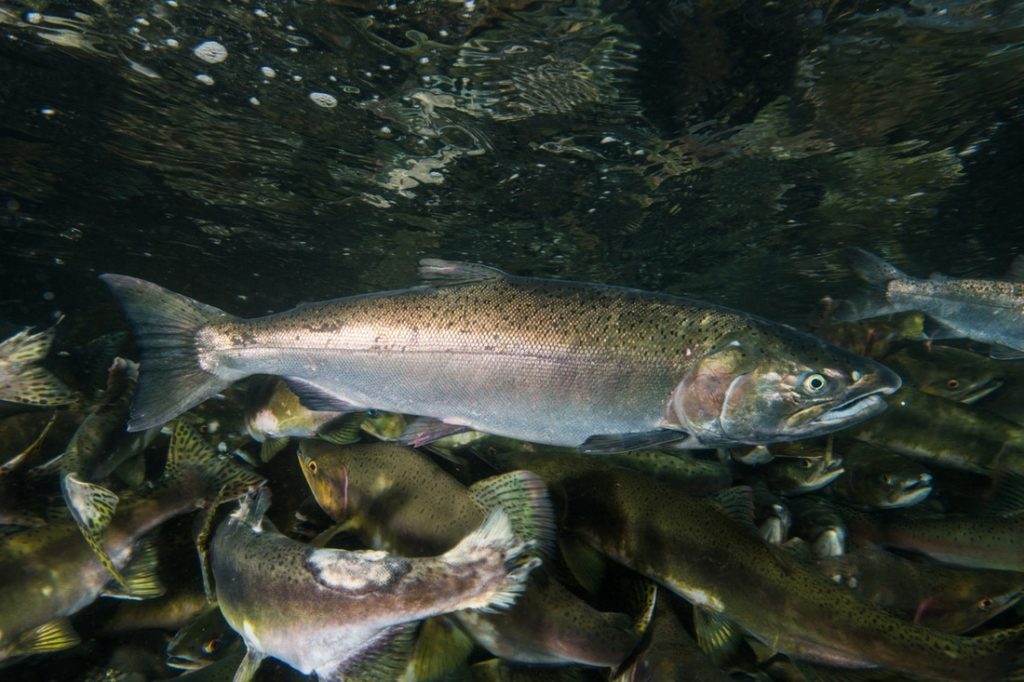 Projections indicate Washington salmon fisheries will again be ...