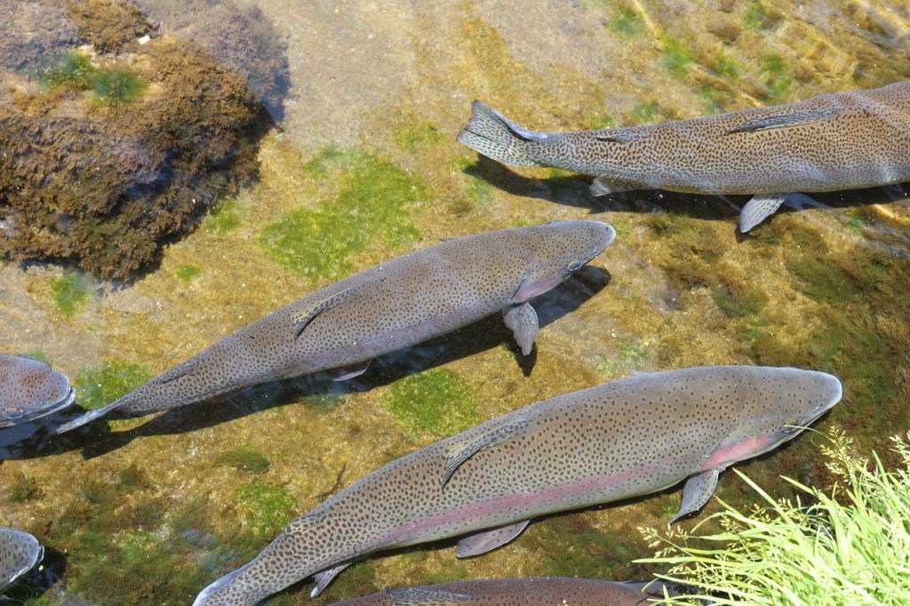 Latest Trout Stocking Reports from the WDFW Northwest