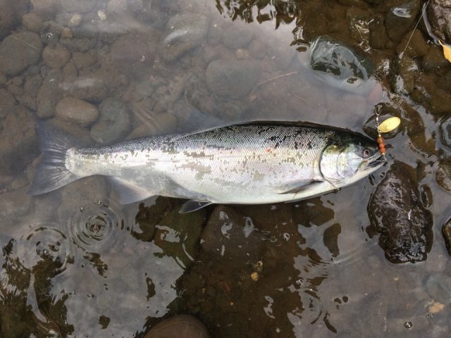 Custom Salmon, Trout and Steelhead Fishing Spinners – Olympic Peninsula –  Washington State – USA – Casting Spinners – Northwest Fishing News