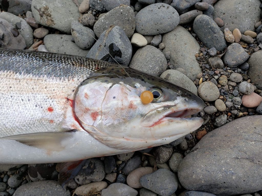 Stone Cold Beads Trout Fishing Trials - Trout Fishing Beads - Bead Fishing