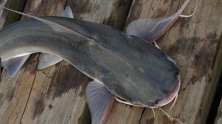 How to Surf Fish for Saltwater Catfish
