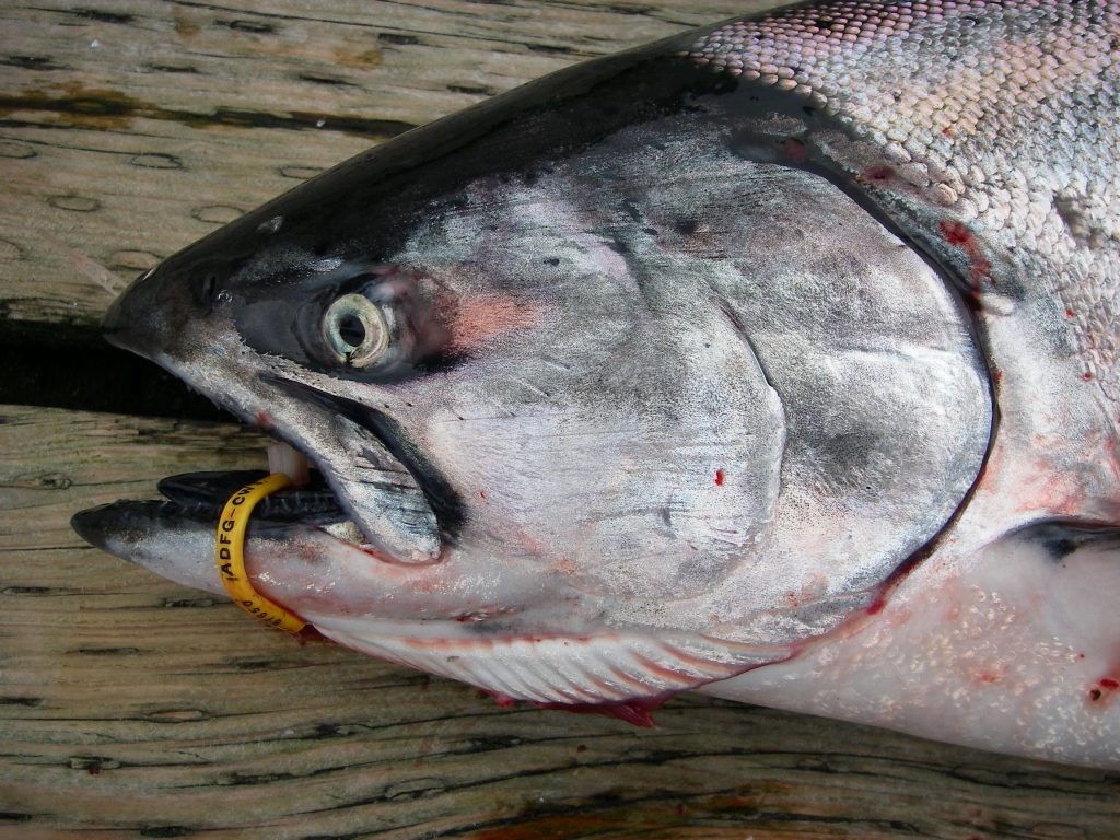 Reduced wild adult Chinook bag limits in effect in Mid and North Coast river basins