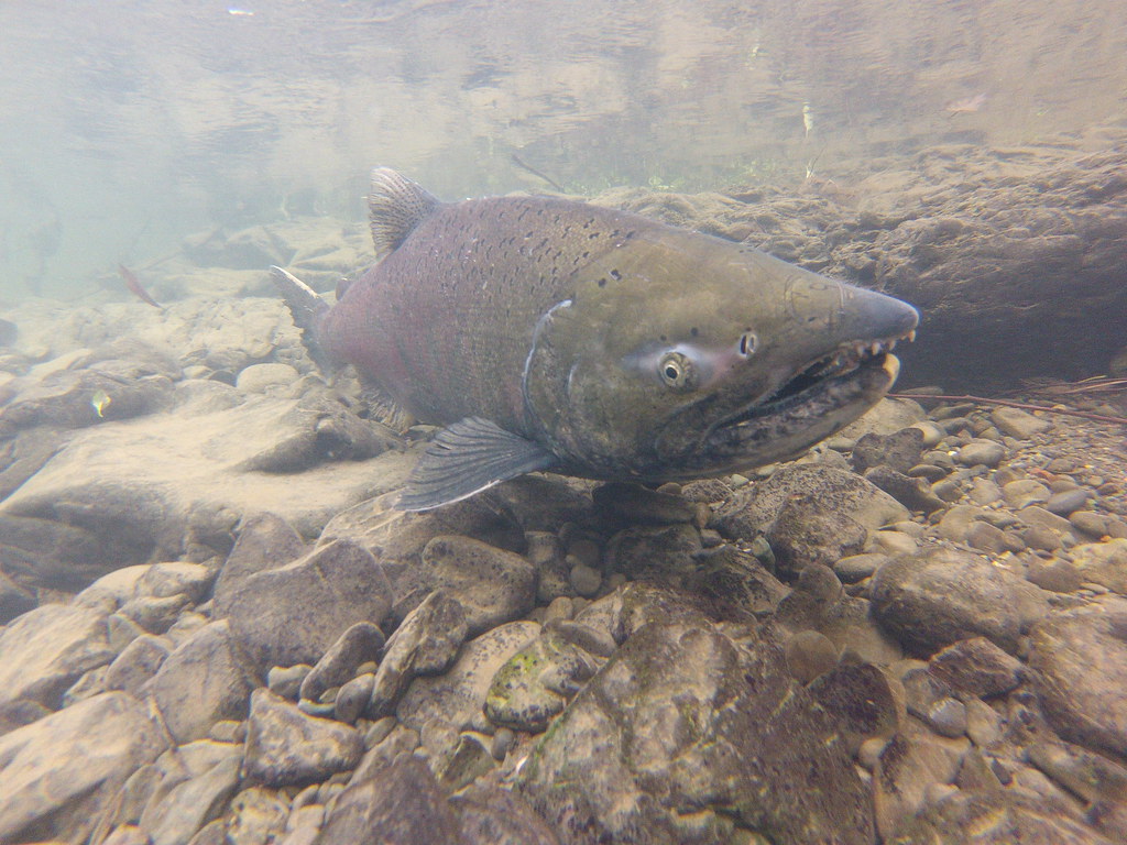 Additional Chinook mortality leads to North Coast fall salmon angling closure