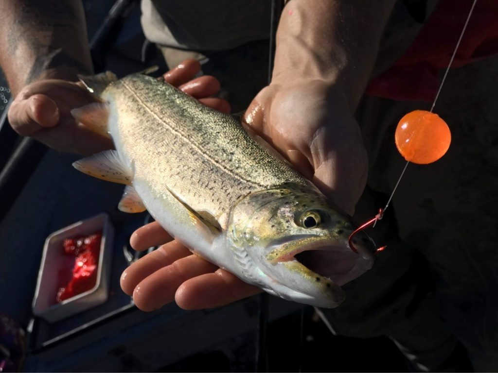 Salmon Egg Drift Beads