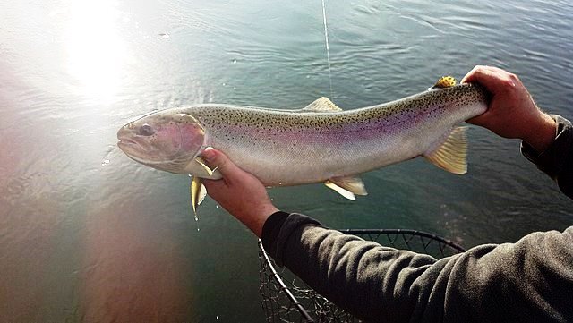 Top 20 salmon fishing rivers in the Pacific Northwest – Northwest