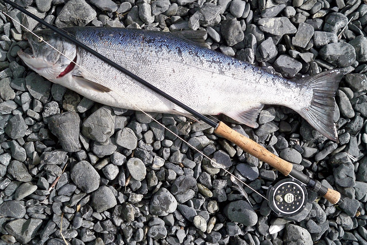 Coho run above Willamette Falls on track to surpass record Coho fishing ...