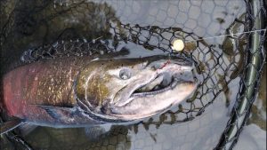 The Best Soft Beads for Catching Salmon, Trout, and Steelhead