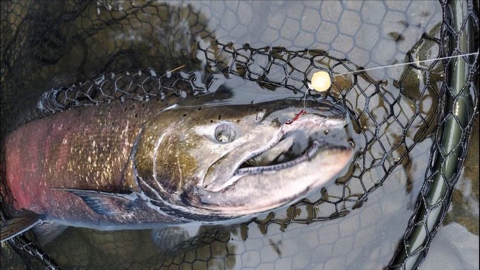 The Best Soft Beads for Catching Salmon, Trout, and Steelhead: Why Horker Monster Chomp Soft Beads Are the Ultimate Choice