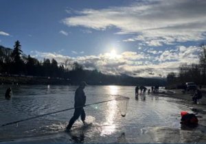 Cowlitz River Smelt Dipnetting