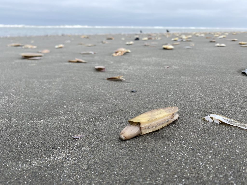 Up and coming razor clam digs to open in Washington State