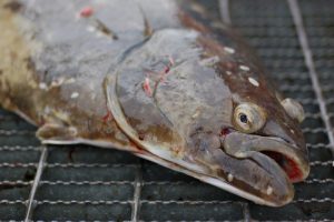 Washington fishing news Halibut fishing coming in April