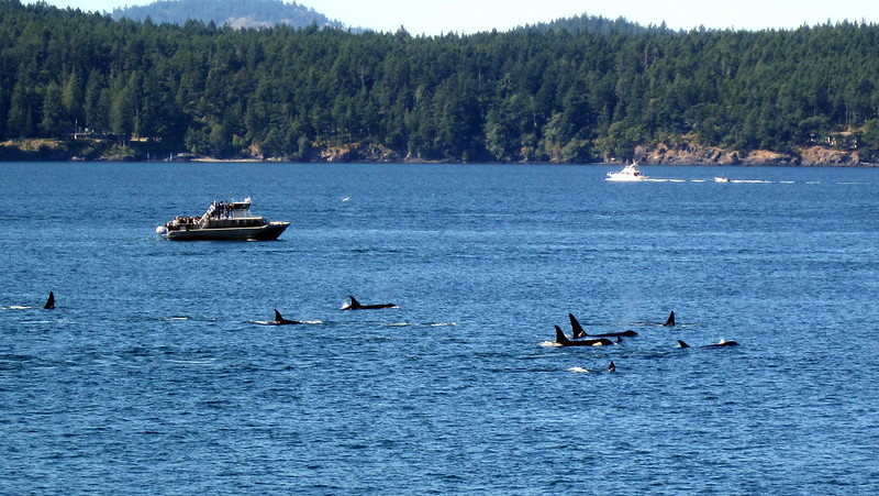 ODFW Meeting about Orcas