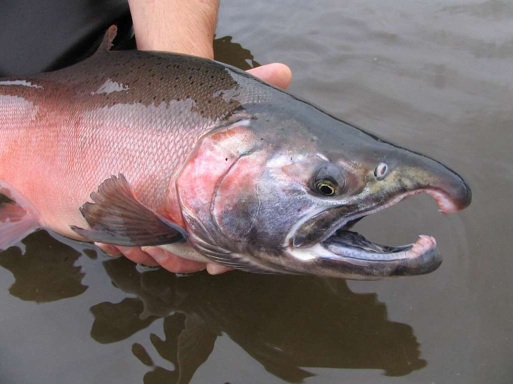 2025 Oregon Ocean Salmon Seasons Adopted