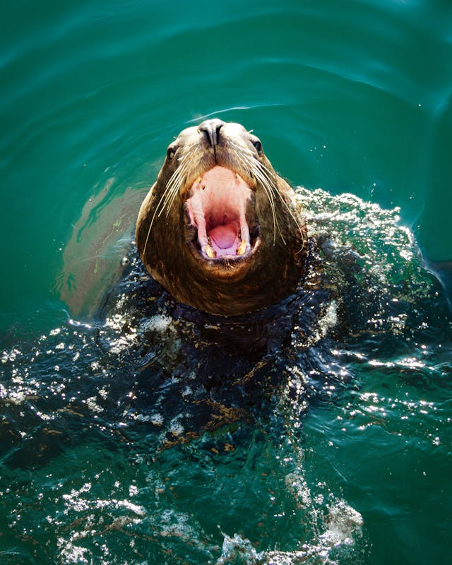 Sealion Anastasia Golovina California Fishing News