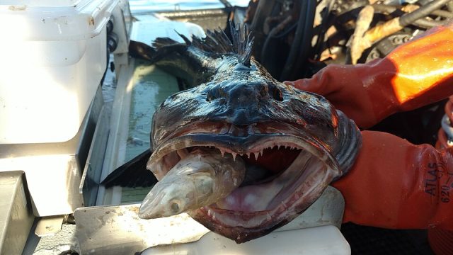 ODFW Commission sets 2026 groundfish seasons - Northwest Fishing News